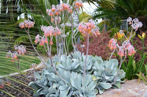 Kotyledon rundblättrig (Cotyledon orbiculata) ​
