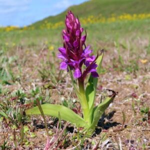 Fleischfarbenes Knabenkraut (Dactylorhiza incarnata)​