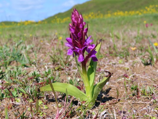 Fleischfarbenes Knabenkraut (Dactylorhiza incarnata)​