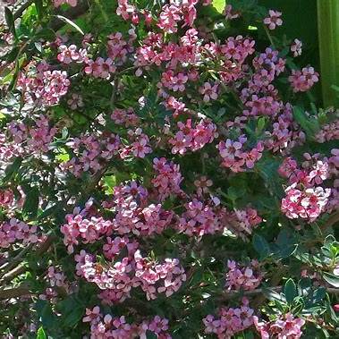 Escallonie (Escallonia × rigida)