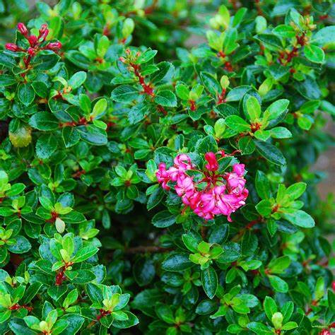 Escallonie (Escallonia)