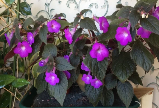 Achimenes 'Hilda Michelsen'