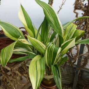 Aspidistra (Aspidistra elatior), Schusterpalme