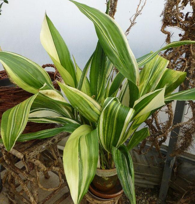 Aspidistra (Aspidistra elatior), Schusterpalme