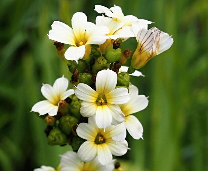 Binsenlilie gestreift (Sisyrinchium striatum)