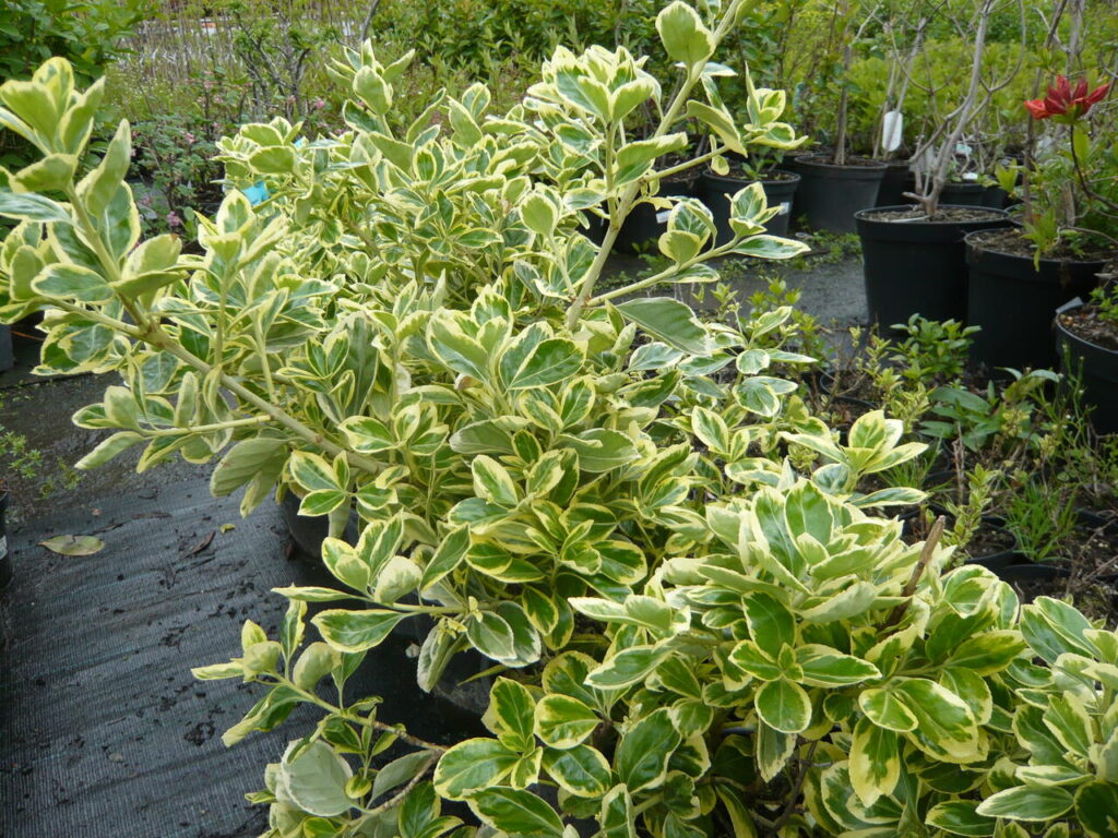 Japanische Spindelstrauch (Euonymus japonica)