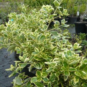 Japanische Spindelstrauch (Euonymus japonica)