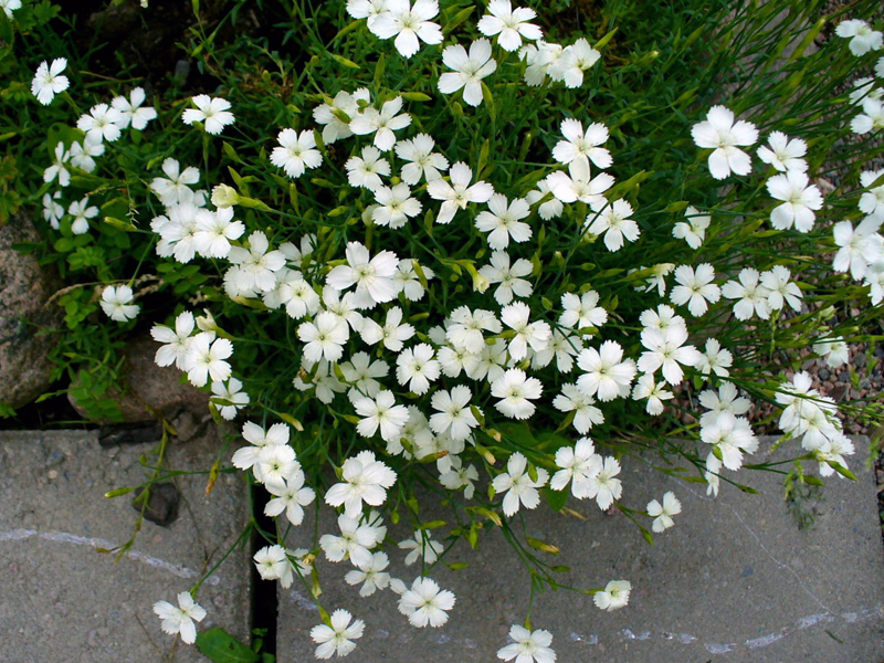 Dianthus 'Albus'