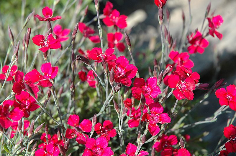 Dianthus 'Brilliant'