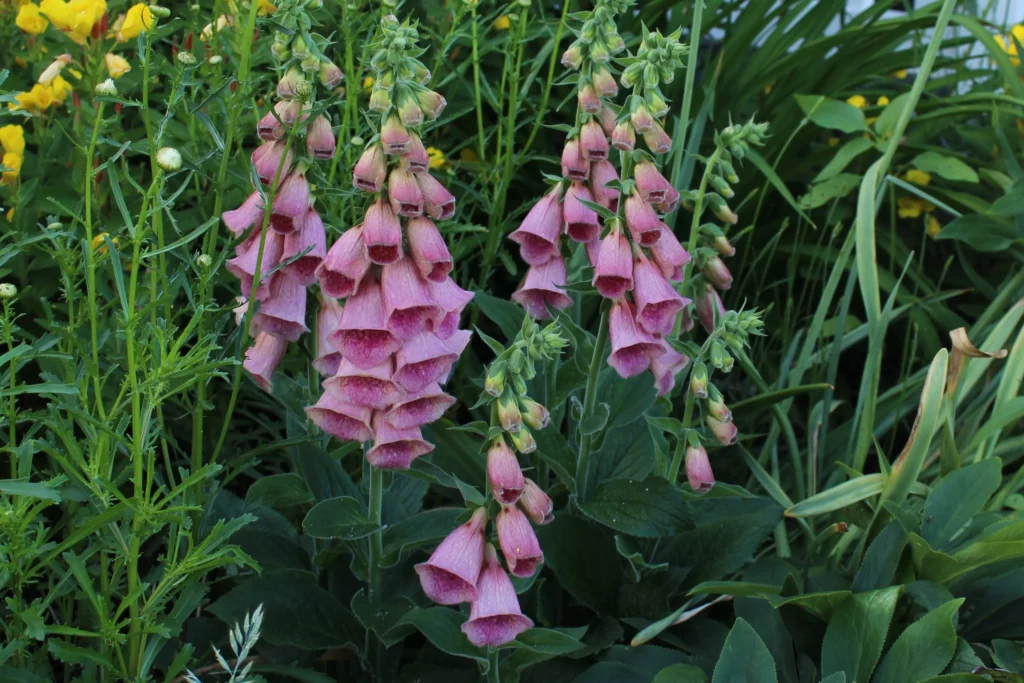 Digitalis x mertonensis
