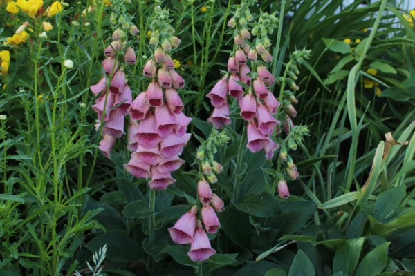 Digitalis x mertonensis mit lachsrosa bis rot gefärbten glockenförmigen Blüten