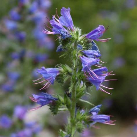 Gewöhnlicher Natternkopf (Echium vulgare)