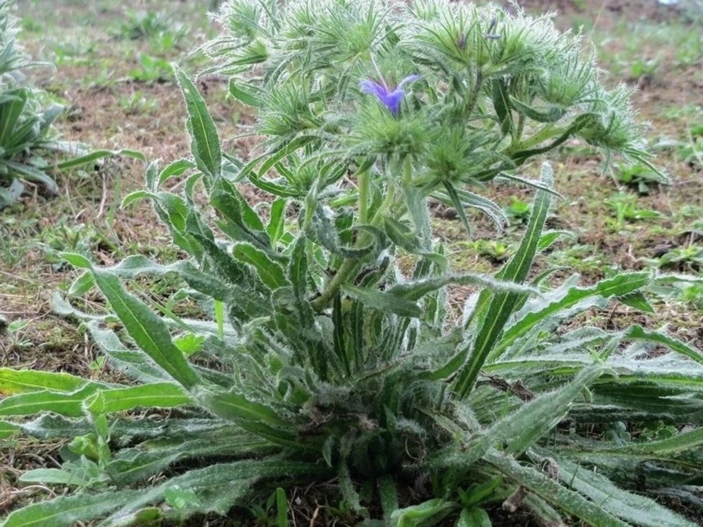 Gewöhnlicher Natternkopf (Echium vulgare)