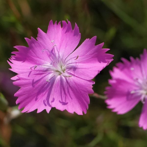 Nelke (Dianthus campestris)