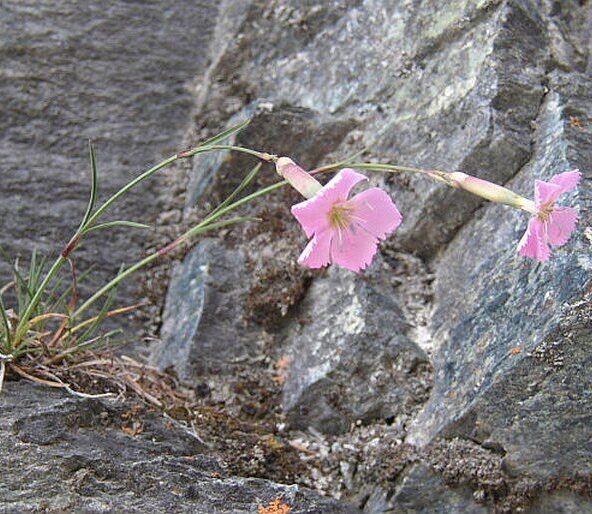 Steinnelke (Dianthus sylvestris)