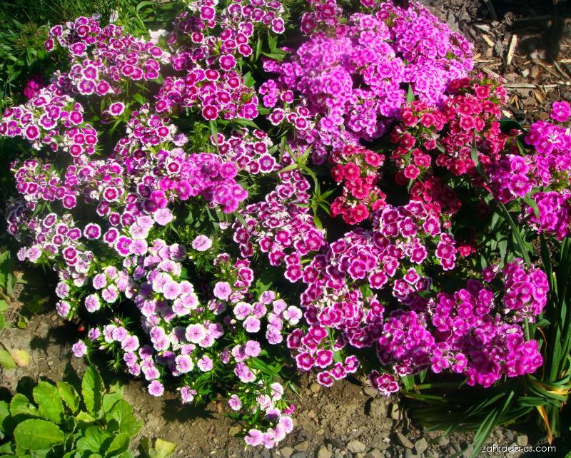 Bartnelke (Dianthus barbatus)