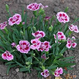 Gartennelke (Dianthus caryophyllus)