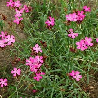 Karthäuser-Nelke (Dianthus carthusianorum)