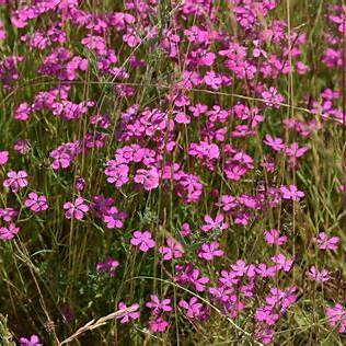 Heide-Nelke mit kleinen rosa Blüten und schmalen Blättern
