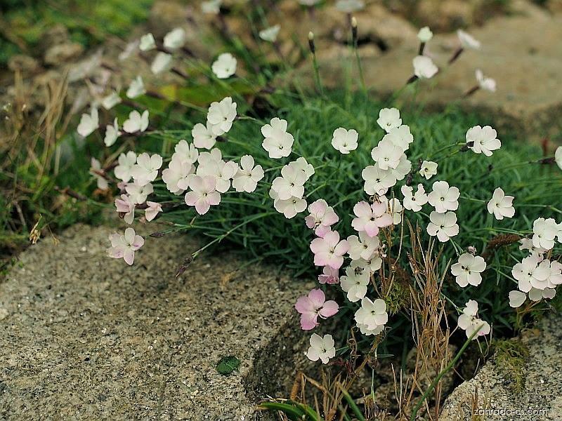 Federnelke (Dianthus plumarius)