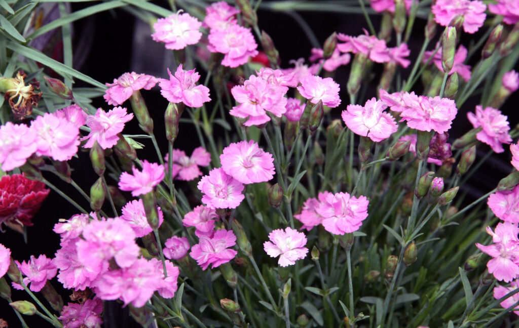 Pfingstnelke (Dianthus gratianopolitanus, syn. D. caesius)