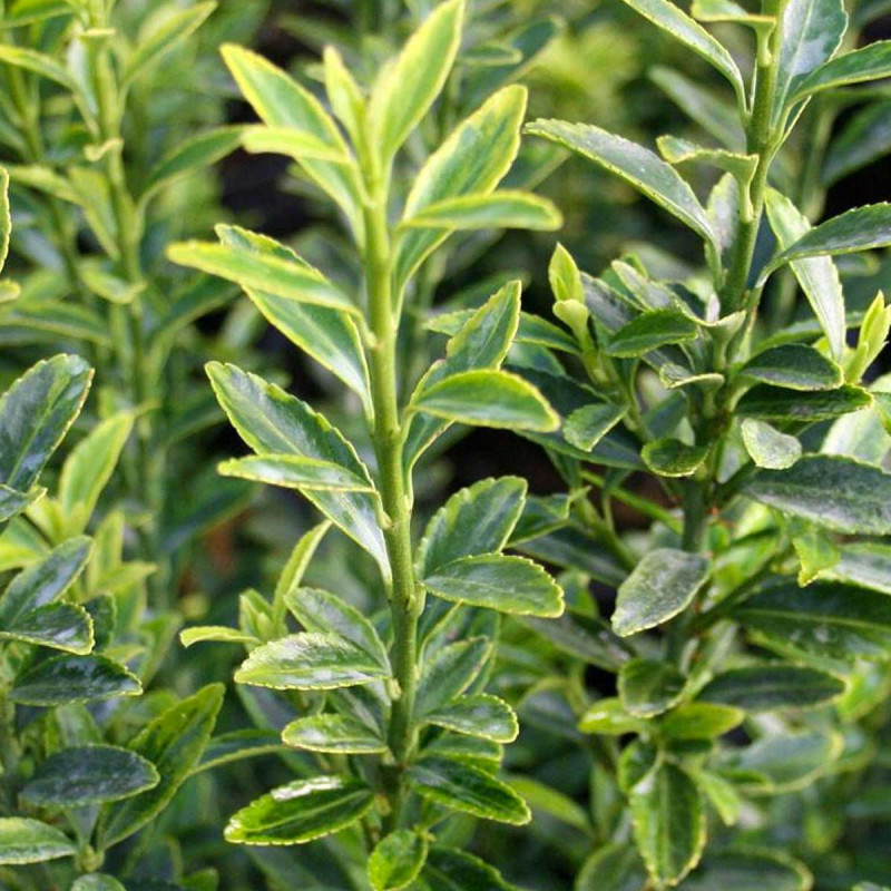 'Macrophyllus Albus'