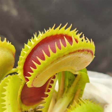 Venusfliegenfalle (Dionaea muscipula)