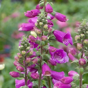 Roter Fingerhut (Digitalis purpurea)