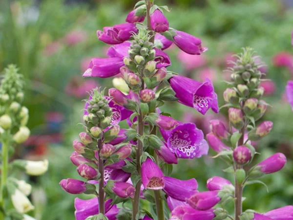 Roter Fingerhut (Digitalis purpurea) mit purpurnen Glocken und dunkleren Flecken im Inneren