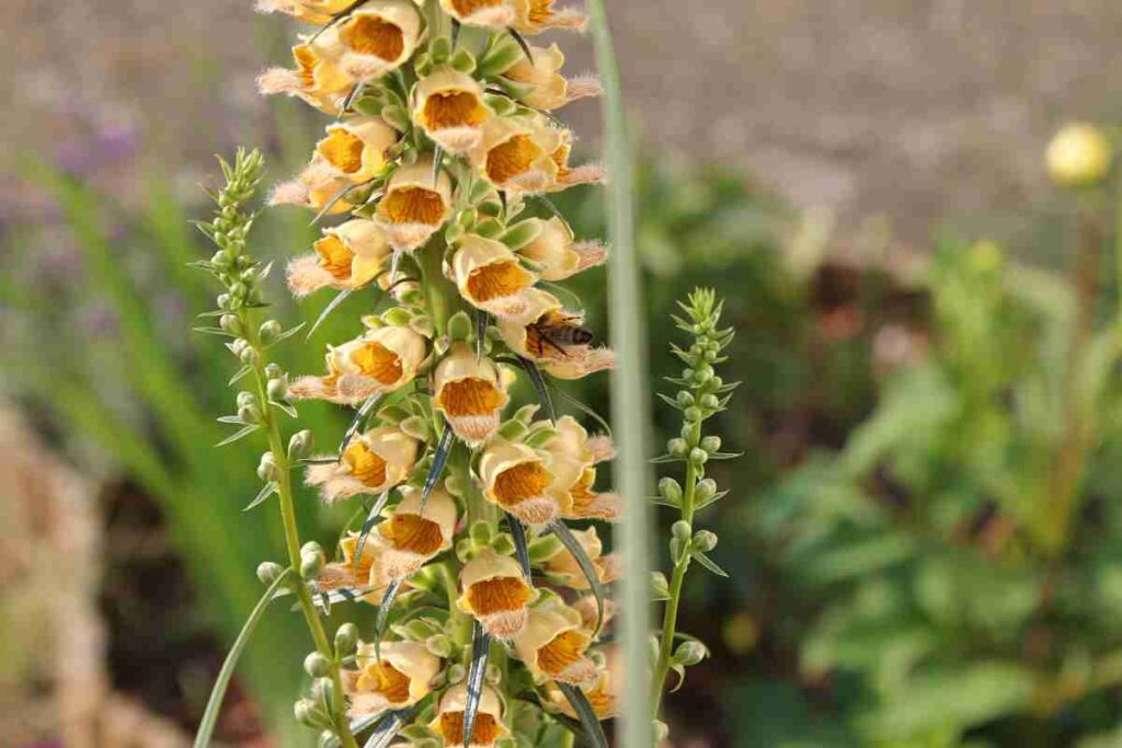 Rostfingerhut (Digitalis ferruginea)