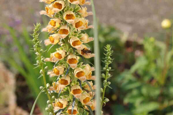 Rostiger Fingerhut (Digitalis ferruginea) mit braunroten, gelbbraun geaderten Glocken