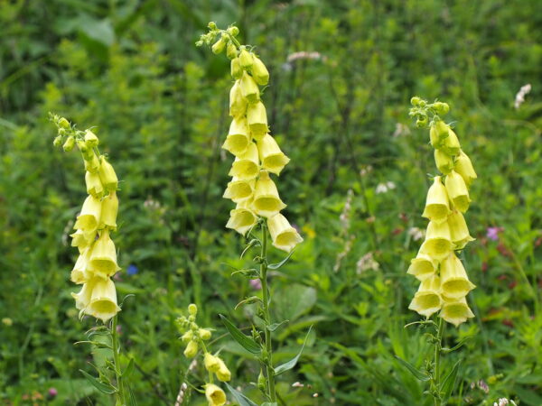 Großblütiger Fingerhut (Digitalis grandiflora) mit hellgelben, bis 5 cm langen Blüten