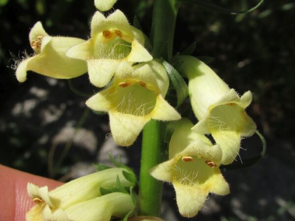 Gelber Fingerhut (Digitalis lutea) mit kleinen zitronengelben Blütenröhren