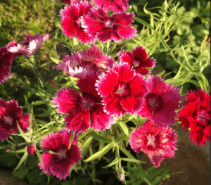 Gartennelke (Dianthus caryophyllus)