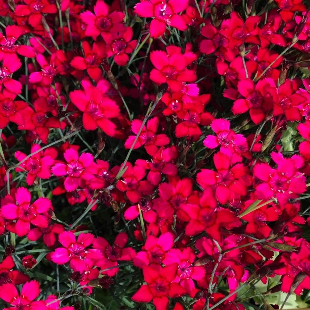 Dianthus 'Splendens'