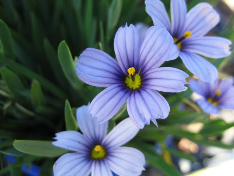 Schmalblättriges Blauraute (Sisyrinchium angustifolium)