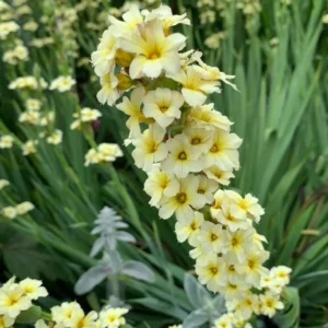 Binsenlilie (Sisyrinchium striatum) mit grasartigen Blättern