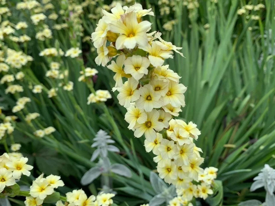Binsenlilie (Sisyrinchium)