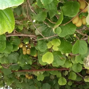 Actinidia (Actinidia)