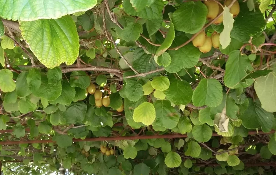 Actinidia (Actinidia)