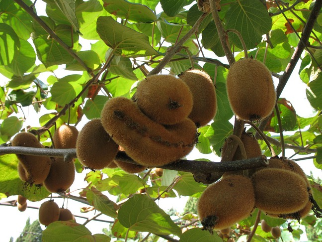 Chinesische Strahlengriffel (Actinidia chinensis, Kiwi)