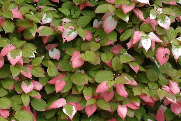 Kolomikta-Strahlengriffel (Actinidia kolomikta)