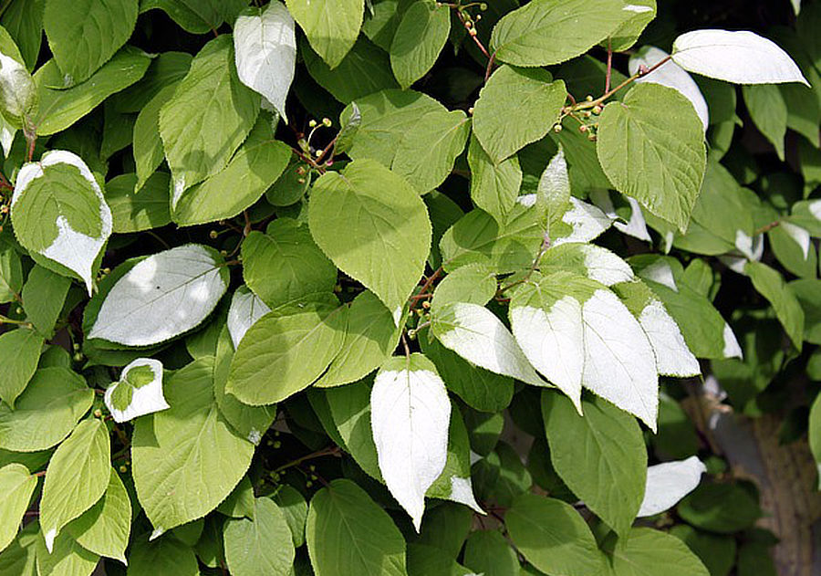 Silbrige Strahlengriffel (Actinidia polygama)