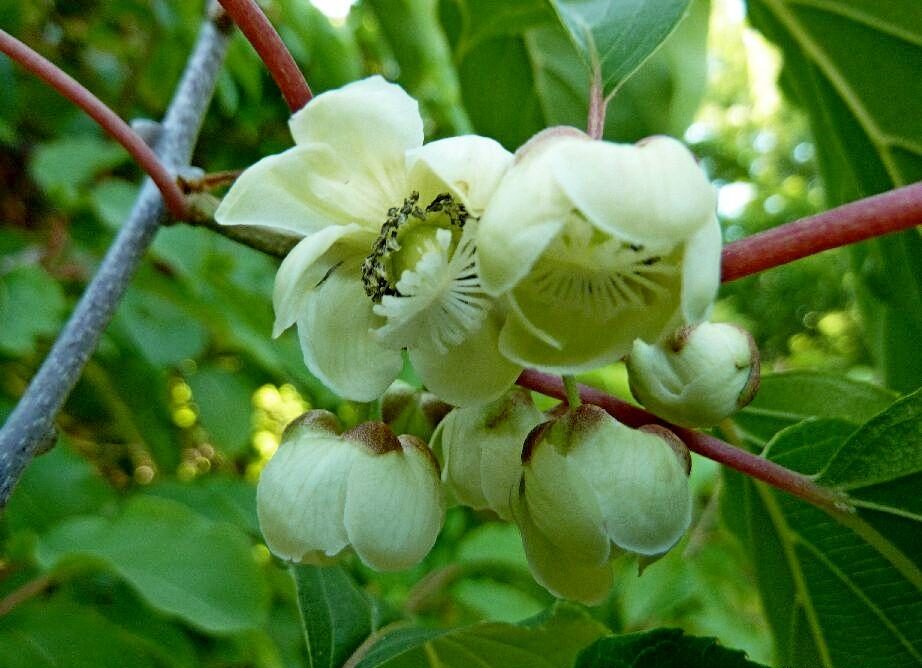 Strahlengriffel (Actinidia arguta)