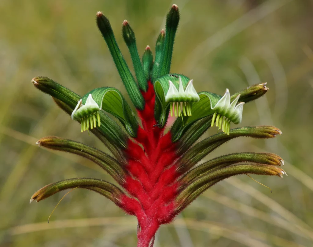 Anigozantus (Anigozanthos manglesii)