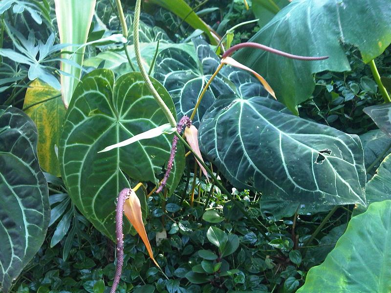 Anthurium crystallinum
