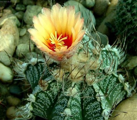 Schmuck-Astrophytum (Astrophytum ornatum)