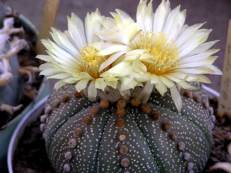 Sternkaktus (Astrophytum asterias)