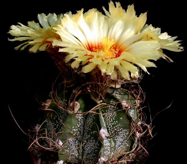 Ziegenkaktus (Astrophytum capricorne)