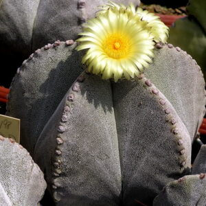(Astrophytum myriostigma) „Bischofsmütze"